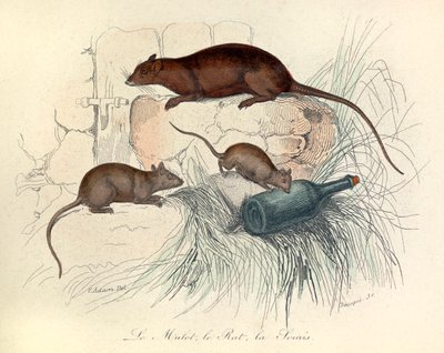 Kolme eläintä: hiiri, rotta ja myyrä, jotka on luokiteltu Linneenen nimikkeistön ja Cuvierin mukaan (kaiverrus). tekijältä Unknown artist