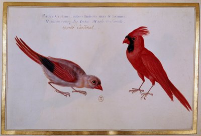 Kaksi kardinaalilintua, Intian punainen varpunen. 1700-luvun ornitologinen taulu. Paris, B.N. tekijältä Unknown artist