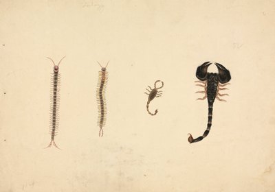 Kaksi skorpionia ja kaksi tuhatjalkaista tekijältä Unknown artist