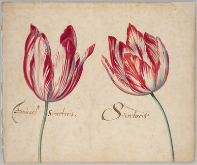 Kaksi tulppaania (etusivu); yksi tulppaani (kääntöpuoli). tekijältä Unknown artist