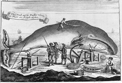 Valaanpyynti: maihin, kaskelotti siivotaan.. Irrotettu kaiverrus kirjasta 1700-luvun alusta tekijältä Unknown artist