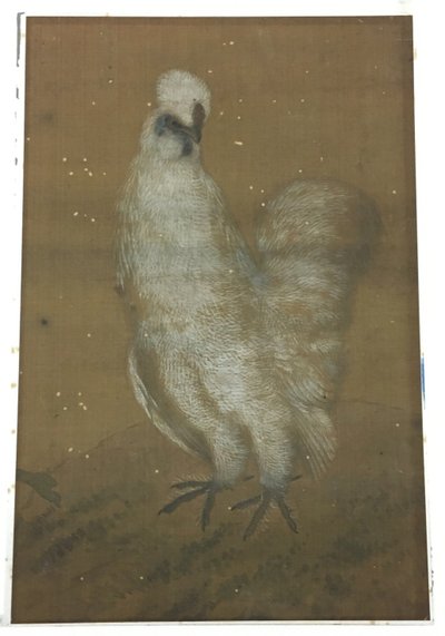 Valkoinen kukko tekijältä Unknown artist