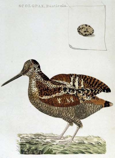 Puutakki ja muna (scolopax rusticola) - kaiverrus tekijältä Unknown artist