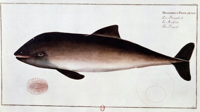 Eläintiede: pyöriäistä edustava vesinisäkästaulu. Painos 1700-luvun alusta B.N. Pariisi tekijältä Unknown artist