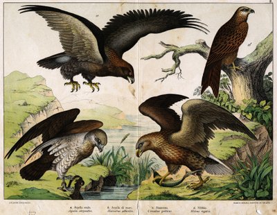 a: Kuninkaallinen kotka (Aquila chrysaëtos), b: Merikotka (Haliaëtus albicilla), c: Circaete, Johannes Valkoinen (Circaëtus gallicus), d: Milano (Milvus regalis) - julkaisussa "Lintujen luonnonhistoria", toim. Hoepli, Milano tekijältä Unknown artist