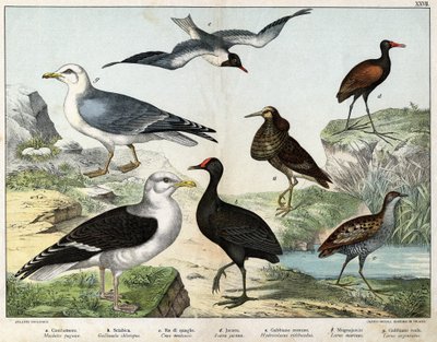 a: Taistelija (Machetes pugnax), b: Chicken Gallinula chloropus, c: Genetic Rale (Crex pratensis), d: Mustasilmälokki (Jacana Vine), e: Mustasilmälokki (Hydrocolaeus ridibundus), f: Lokki ( Larus). marinus), g: Silakkalokki (Larus argentus) - In "Natural H tekijältä Unknown artist