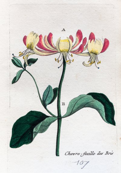 luonnonvarainen kuusama tekijältä Unknown artist