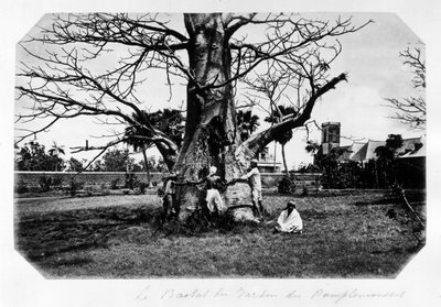 Baobab greippipuutarhassa, Mauritius - "" Souvenir de l