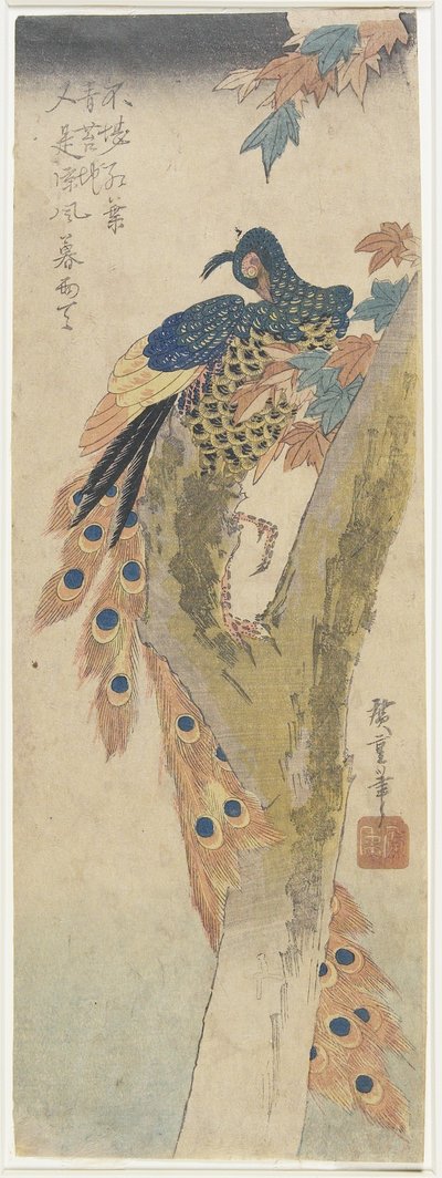 (Peacock on Maple Tree), 1800-luvun alku tekijältä Utagawa Hiroshige