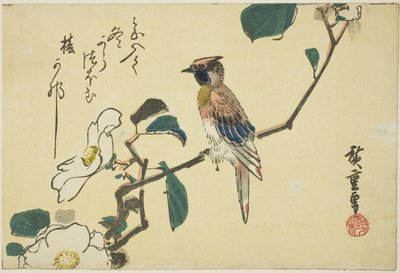 Mustanaped oriole kamelian oksalla tekijältä Utagawa Hiroshige