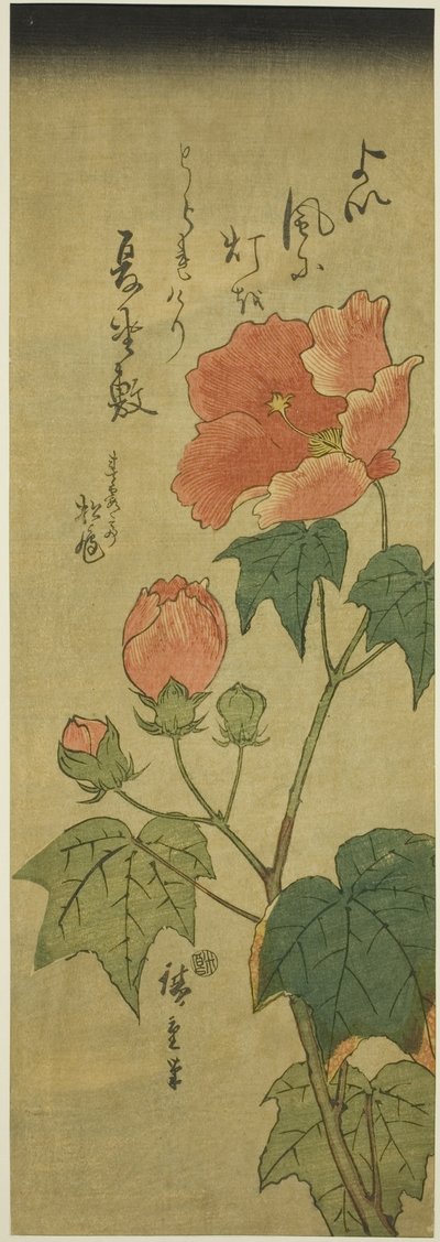 Hibiscus tekijältä Utagawa Hiroshige