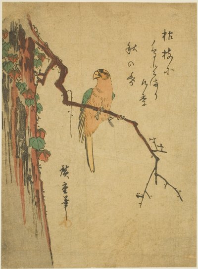 Ara murattipeitteisessä puussa tekijältä Utagawa Hiroshige