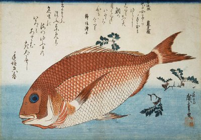 Punainen merilahna, 1832-1834. tekijältä Utagawa Hiroshige