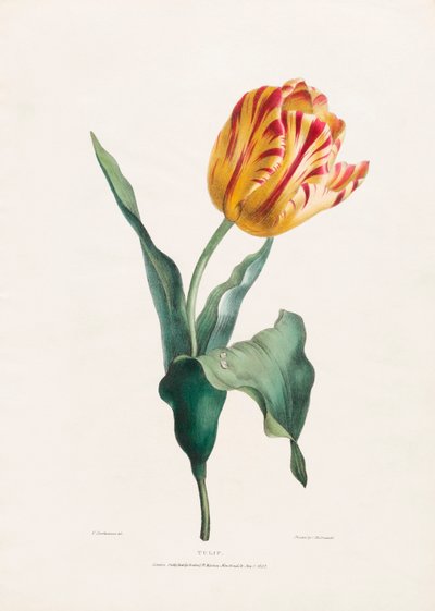 Antiikki tulppaaniprintti Valentine Bartholomew tekijältä Valentine Bartholomew