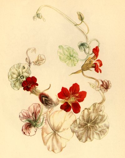 "Nasturtium", 1930-luku 1946. tekijältä Vere Temple
