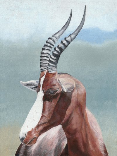 Rauhallinen blesbok-muotokuva tekijältä Viccy Wanliss