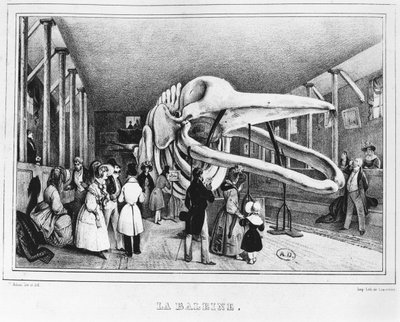 Valas luonnontieteellisessä museossa Pariisissa, noin 1840 tekijältä Victor Adam