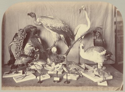 Pl. XIII. Linnut tekijältä Victor Prevost, Gaston L. Feuardent and Co., New York