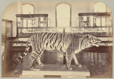Pl. XI. Bengalin tiikeri tekijältä Victor Prevost, Gaston L. Feuardent and Co., New York