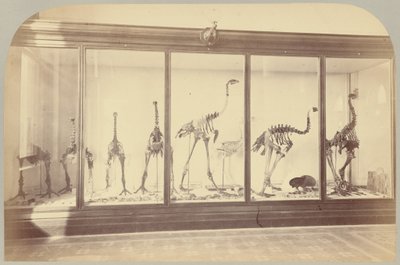 Pl. XV. Fossiiliset linnut: Uusi-Seelanti tekijältä Victor Prevost, Gaston L. Feuardent and Co., New York