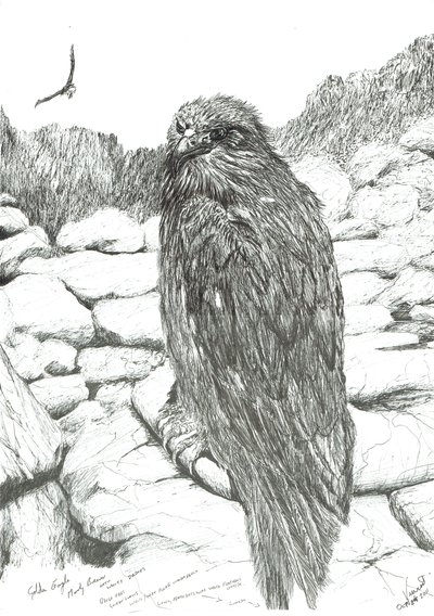 Eagles of the Highlands, 2011 tekijältä Vincent Alexander Booth