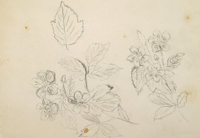 Recto: Flower Study, 1869-1871 tekijältä Vincent Colyer