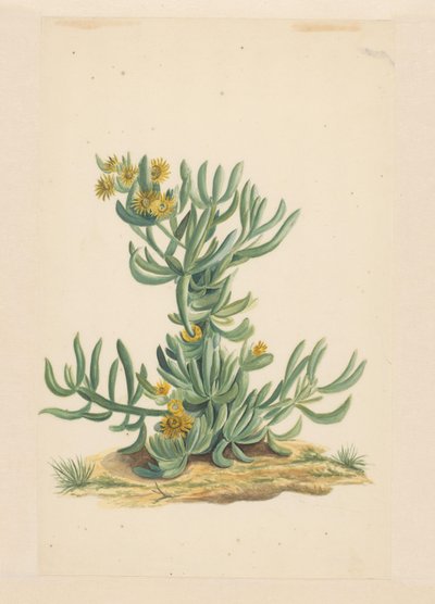 IJskruid (otsikko esineessä) tekijältä Vincent Jansz. van der Vinne (attributed to)