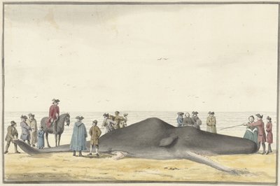 Pesty kaskelotti (cachelot) rannalla Zandvoortin ja Wijk aan Zeen välillä, 20. helmikuuta 1762 edestä katsottuna tekijältä Vincent Jansz. van der Vinne
