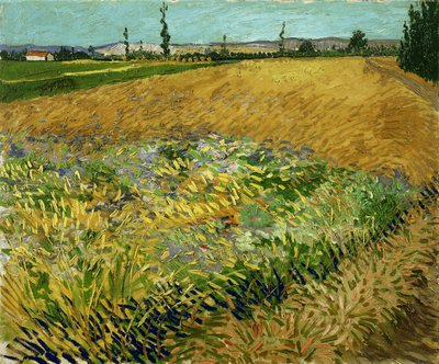 Vehnäpelto tekijältä Vincent van Gogh