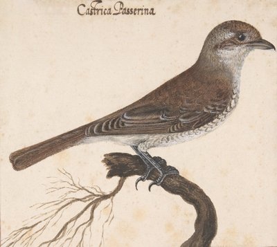 Castrica Passerina,. tekijältä Vincenzo Leonardi