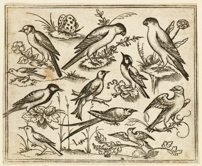 Yksitoista lintua istumassa kukkivien lehtien ja pienten oksien päällä..., 1557. tekijältä Virgil Solis
