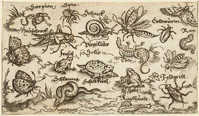 Hyönteiset, matelijat, etanat ja kalat minimaalisella maaperällä, vesi etualalla..., 1572. tekijältä Virgil Solis