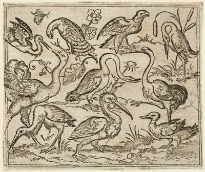 Strutsi vasemmalla yhdeksän muun linnun kanssa, mukaan lukien haikara ja pelikaani..., 1557. tekijältä Virgil Solis