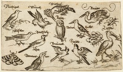 Kaksitoista lintutyyppiä, mukaan lukien pöllö ja pelikaani, erikseen merkittyinä ja sijoitettuina..., 1572. tekijältä Virgil Solis