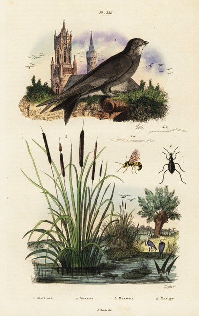 Alppien swift, sonni, kovakuoriainen ja ampiainen, 1834-1839 (kaiverrus) tekijältä Vittore Pedretti