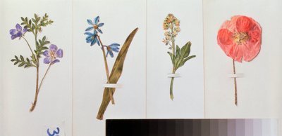 Neljä arkkia kirjoituspaperia (kenttäkukkia) - Neljä arkkia kirjoituspaperia - Vladimir Pavlovich Sokolovin (1860-1913) työ, akvarelli paperille - Venäläinen taide, asetelma tekijältä Vladimir Pavlovich Sokolov