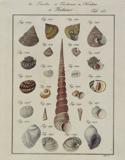 Simpukat: Neues Systematisches Conchylien-Cabinet, 1784 (käsin värjätty etsaus ja kaiverrus). tekijältä Vogel