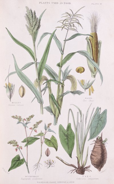Hirssi, maissi, tattari ja taro, kuvitus William Rhindin A History of the Vegetable Kingdom -teoksesta 1797-1874, värikaiverrus vuodelta 1872. tekijältä W.H. Fitch