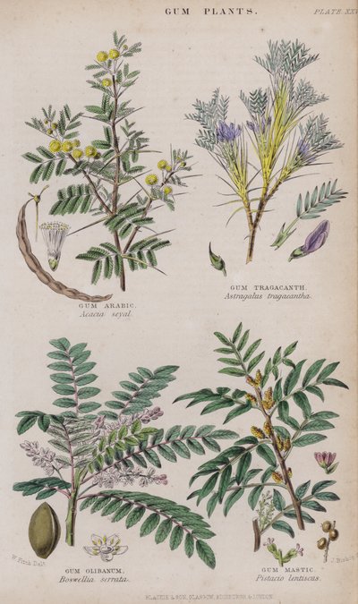 arabikumi; Traganttikumi; Olibanum-kumi; Gum Mastic (värillinen kaiverrus) tekijältä W. Fitch