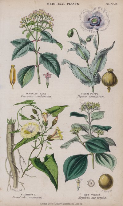 Perun kuori; oopiumiunikon; Scammony; Nux Vomica (värillinen kaiverrus) tekijältä W. Fitch