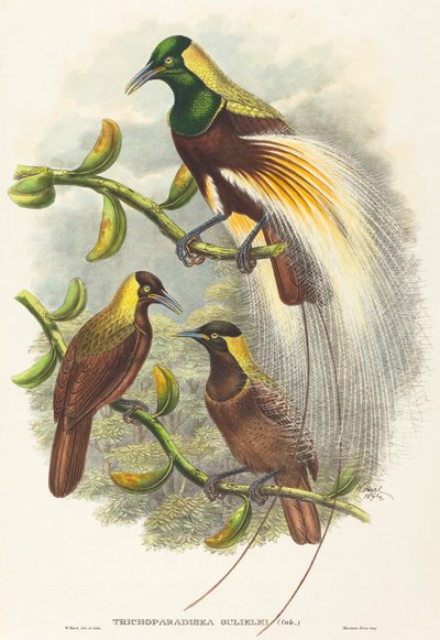 Trichoparadisea William tekijältä W. Hart