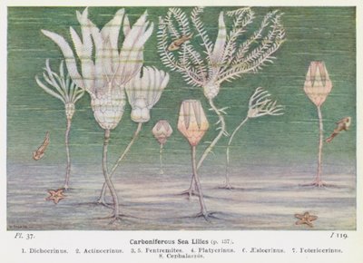 Hiilipitoiset merililjat (väri litho) tekijältä W. J. Stokoe