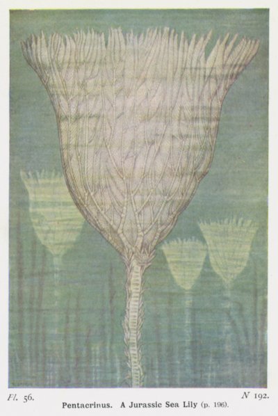 Pentacrinus, Jurassic merililja (väri litho) tekijältä W. J. Stokoe