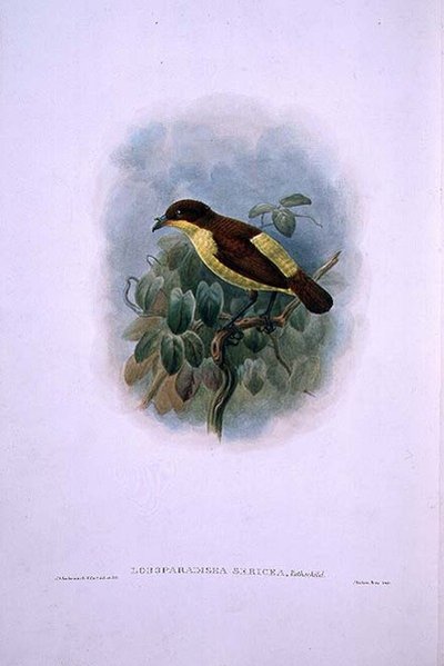 Loboparadisea serica, Waterbilled Bird of Paradise (väri litho) tekijältä W. and Keulemans J.G. Hart