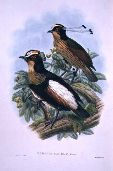 Kuningatar Carolan kuusijohtoinen paratiisin lintu (värinen lito) tekijältä W. and Keulemans J.G. Hart