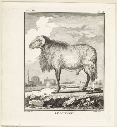 RAM Le Morvant (otsikko esineessä) tekijältä W. Tringham