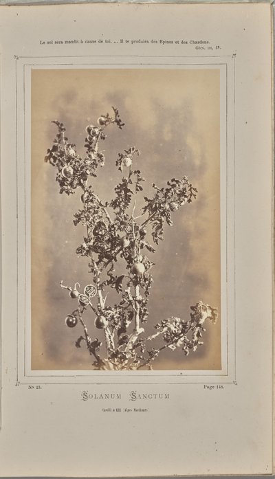 Solanum sanctum, cuelli Èzessä (Alpes-Maritimes). tekijältä W. de Bray
