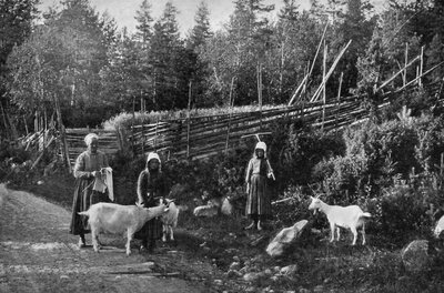 Vuohenkasvatus Taalainmaassa, Ruotsissa, 1908-1909. tekijältä Wald Zachrisson
