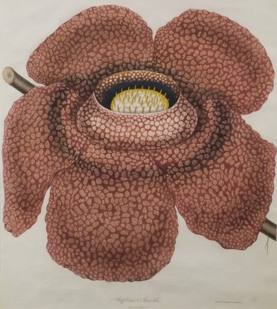 Rafflesia arnoldiin kukka tekijältä Waldell