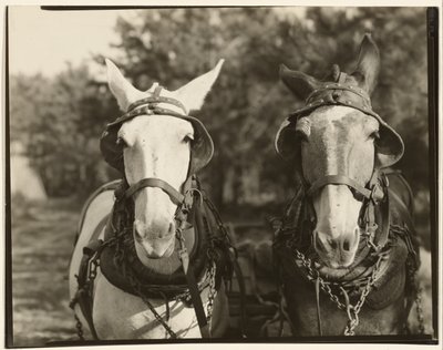 [Kaksi muulia, Hale County, Alabama] tekijältä Walker Evans